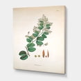 thumbnail image 3 of Designart ' Ancient Botanicals XIII ' Farmhouse Canvas Wall Art Print, 3 of 4