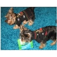 thumbnail image 5 of Suéter para perro, suéter de invierno para perro, suéter navideño para perro, chaqueta de punto de invierno, ropa para mascotas, regalo de suéter de moda para perro, negro M, 5 of 5
