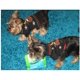 thumbnail image 5 of Suéter para perro, suéter de invierno para perro, suéter navideño para perro, chaqueta de punto de invierno, ropa para mascotas, regalo de suéter de moda para perro, negro XS, 5 of 5