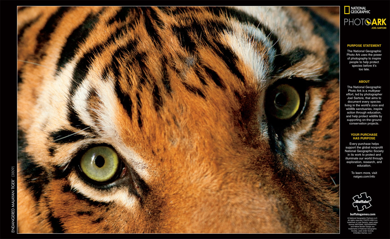 Buffalo Games National Geographic - PhotoArk Joel Sartore - Endangered  Malayan Tiger 500 Pieces Jigsaw Puzzle 