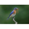 thumbnail image 2 of Jones, Adam 18x13 Gold Ornate Wood Framed with Double Matting Museum Art Print Titled - Male Eastern bluebird with centipede-Kentucky, 2 of 4