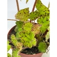 thumbnail image 2 of Harmony's Ray Glow, Green Begonia Rex, 4 inch Painted-Leaf Begonia, Variegated, 2 of 8