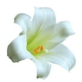 thumbnail image 3 of Gifts in Bloom 6IN White Easter Lily Live Plant in Decorative Pot, Indirect Sunlight, 3 of 5