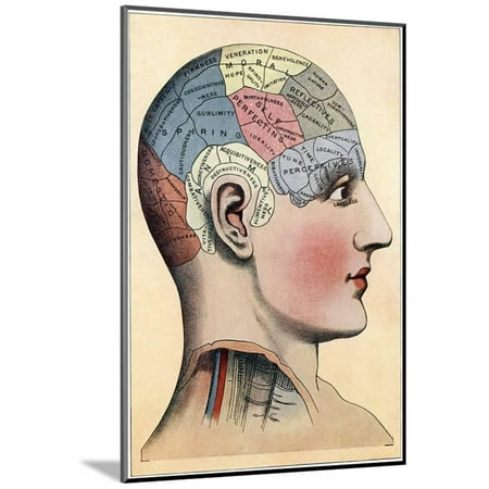 Phrenology Chart Showing Presumed Areas Of Activity The Brain Phrenology Chart Showing Presumed Areas Of Activity The Brain C1920 Wood Mounted Print