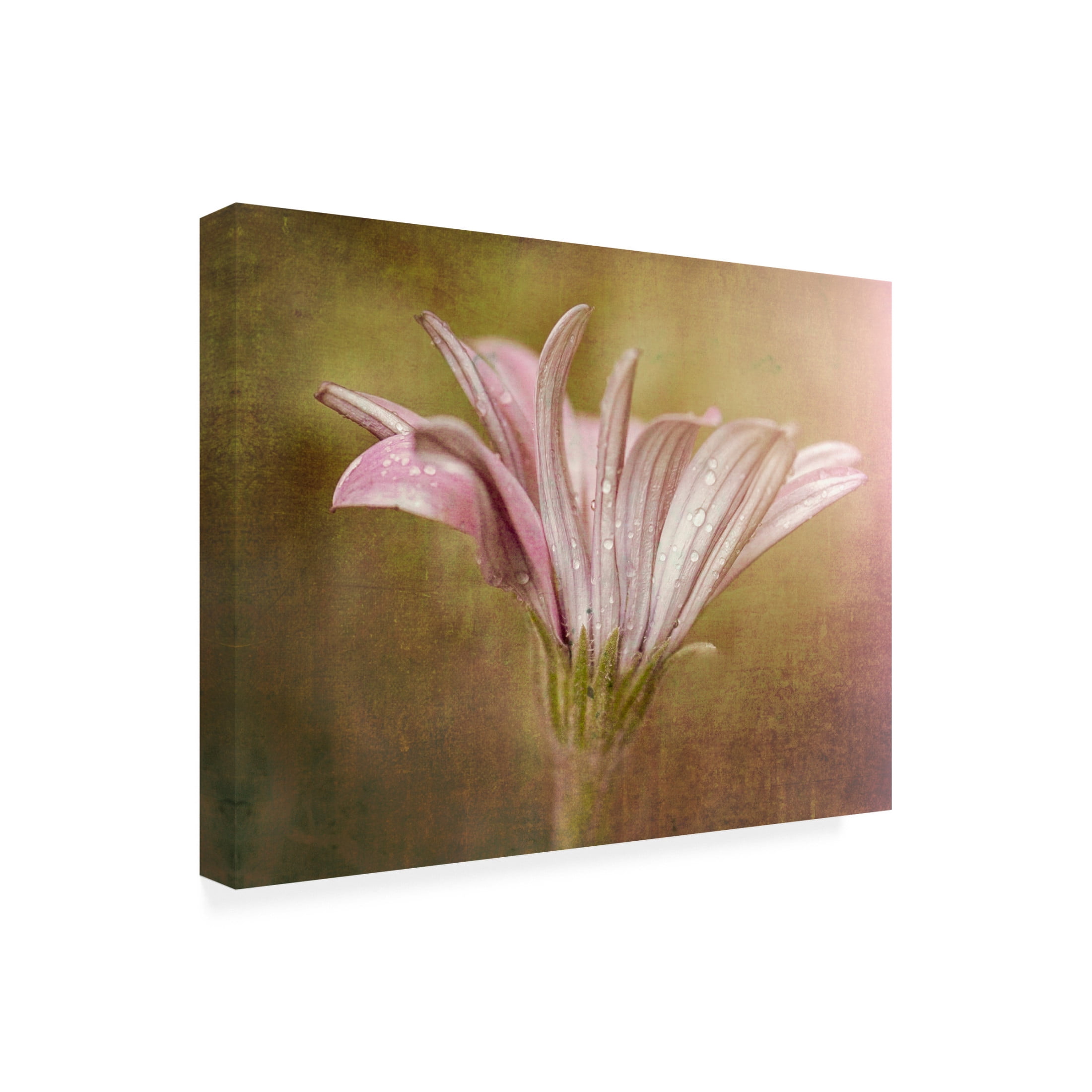 Trademark Fine Art Susan Moss Pretty in Pink Canvas Wall Art