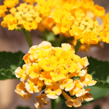 Set 4 Yellow Lantana Plants Live for Planting, 4-8 Inch Height, Ornamental Lantana Live Plants Ready to Grow