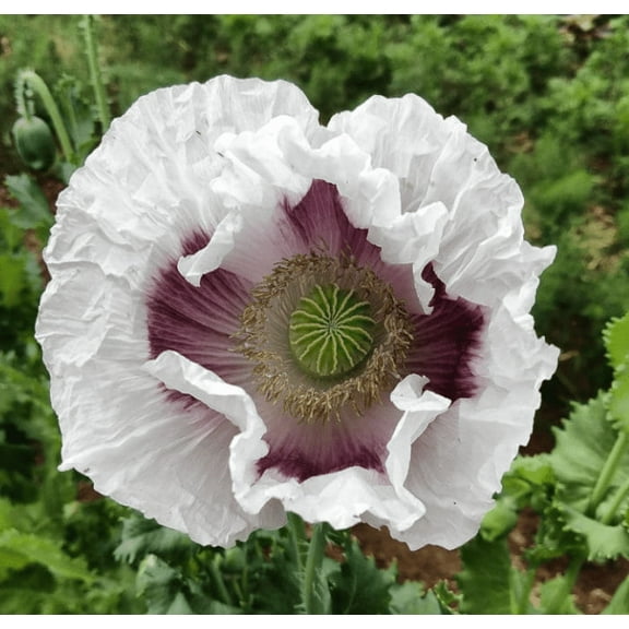 Poppy ELKA WHITE 500 Seeds Papaver somniferum Mother Nature's Seeds Organic Fresh Flower Seeds