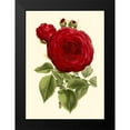 thumbnail image 2 of Van Houtte 14x18 Black Modern Framed Museum Art Print Titled - Magnificent Rose I, 2 of 5