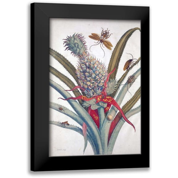 Merian, Sybilla 11x14 Black Modern Framed Museum Art Print Titled - Pineapple, Insects, plate 1