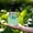 Green, variant on Watering Spray Bottle, Plant Mister Spray Bottle, High Pressure Garden Sprayer, Adjustable Mist and Stream Nozzle, Refillable Water Sprayer for Indoor Plants Gardening Cleaning