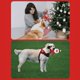 thumbnail image 4 of Juguete masticable navideño de Papá Noel o alce para perros masticadores agresivos Juguete de peluche para entrenamiento Juguete interactivo para limpiar los dientes, 4 of 8