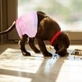 thumbnail image 4 of Shisuyan 12Pcs Professional Pet Dog Diapers Disposable Dog Diapers with Tail Hole, 4 of 8