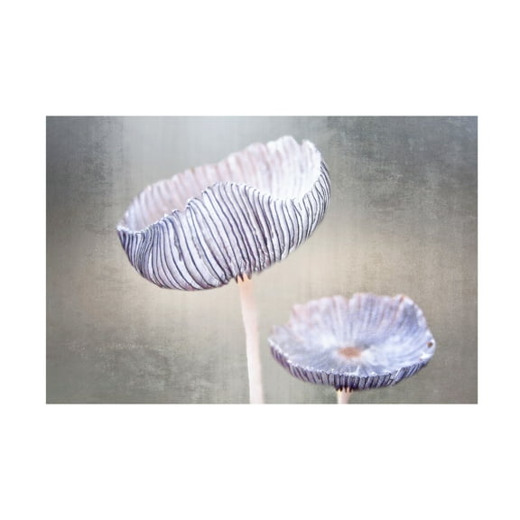 Canvas Wall Art - Anna Cseresnjes 'Mushroom' Wall Art for Living Room, Bedroom, or Office D?cor by Trademark Fine Art - 19 x 12 Inches