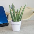 thumbnail image 3 of Altman Plants 11" Live Aloe Vera Decor in 4" White Pot, Easy Care Succulent Gift, 3 of 10