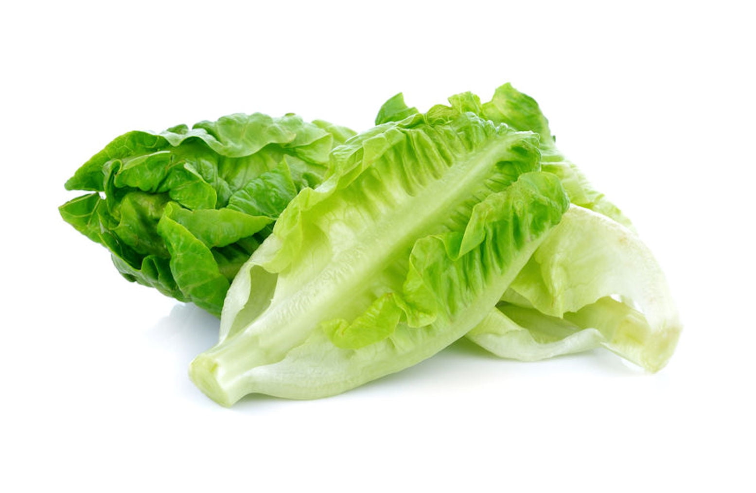 SEEDS = = =Little Gem Lettuce 250 Seeds small gardens Non GMO Old