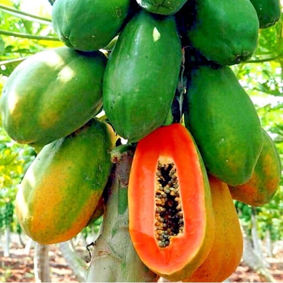Papaya Tree Live Plant 11-16" Tall in 4" Pot - Sweet Papaya Plant - Tropical Fruit Tree - Outdoor Garden