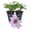 2 Plants, variant on Clematis Ithemba - 1 Live Starter Plant - Delicate Beautiful Classic Elegant Lavender Flowering Vine