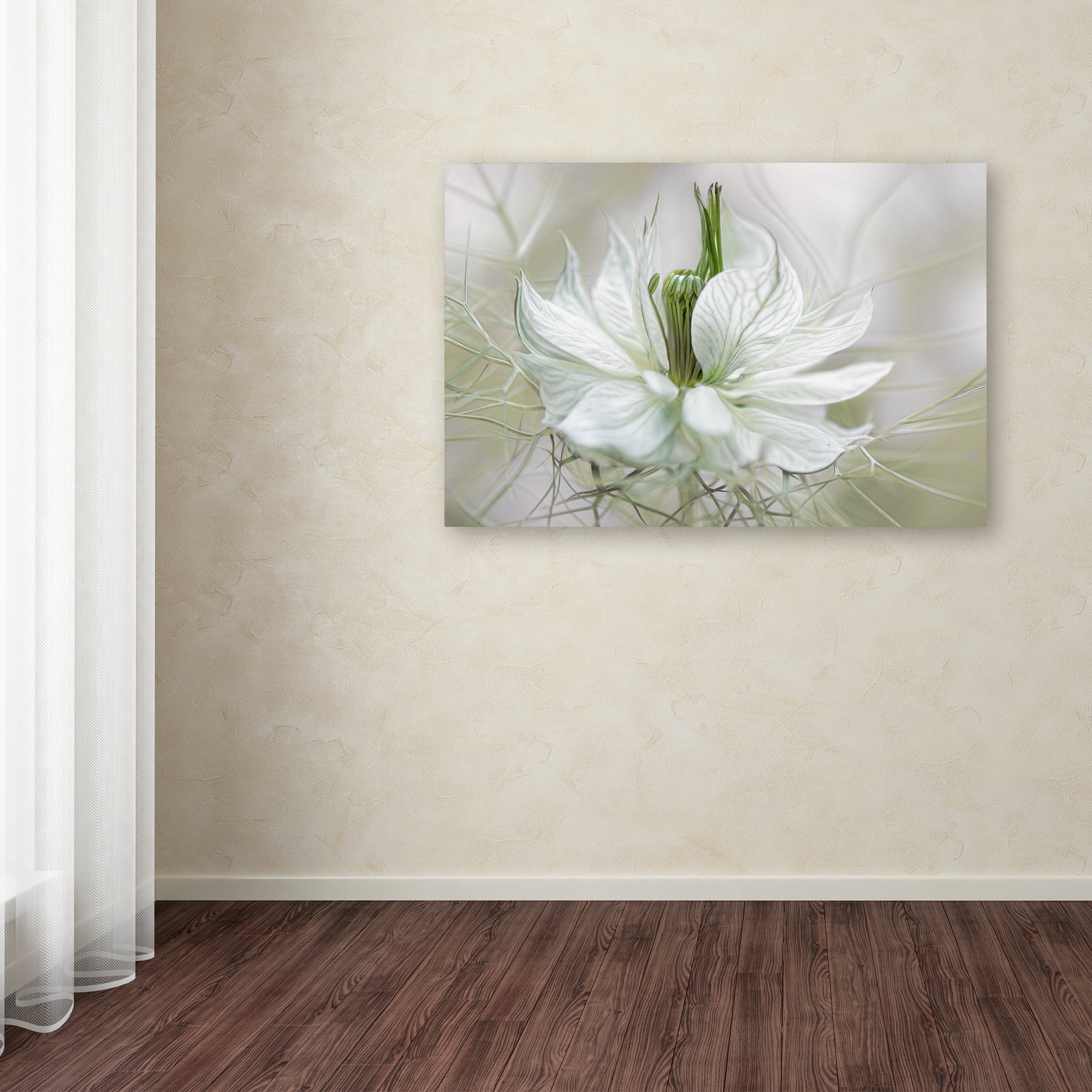 Trademark Fine Art 'Nigella II' Canvas Art by Mandy Disher