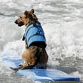 thumbnail image 2 of Chien Os Patrons Gilet Gilet de Sauvetage Ripstop Animaux de Compagnie Flottaison Sauvetage Chiot Sécurité Réfléchissant Maillot de Bain Gilet de Sauvetage Réglable pour les Petits Chiens de Taille Moyenne Natation Surf Boatin, 2 of 5