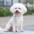 thumbnail image 7 of Mosey Premium Pet Traction Leash Faux Rabbit Fur Edging   for Small Medium Dogs   Prevent Rushing Out, 7 of 7