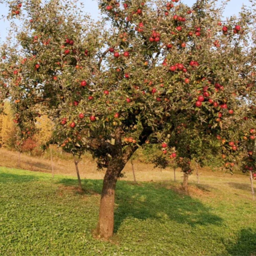 Expert Gardener 1.5- 2 ft tall Winesap Apple Live Tree in 1-Gallon Grower Pot