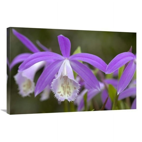 24 x 36 in. Orchid Flowers Art Print - Visionspictures