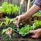 thumbnail image 2 of Macetas y plantación,50 macetas de plástico para vasos de red, vasos de plástico con ranuras en forma de vaina para plantas, vasos hidropónicos transparentes, adecuados para AeroGarden, hidroponía, si Muyoka Hogar, 2 of 6