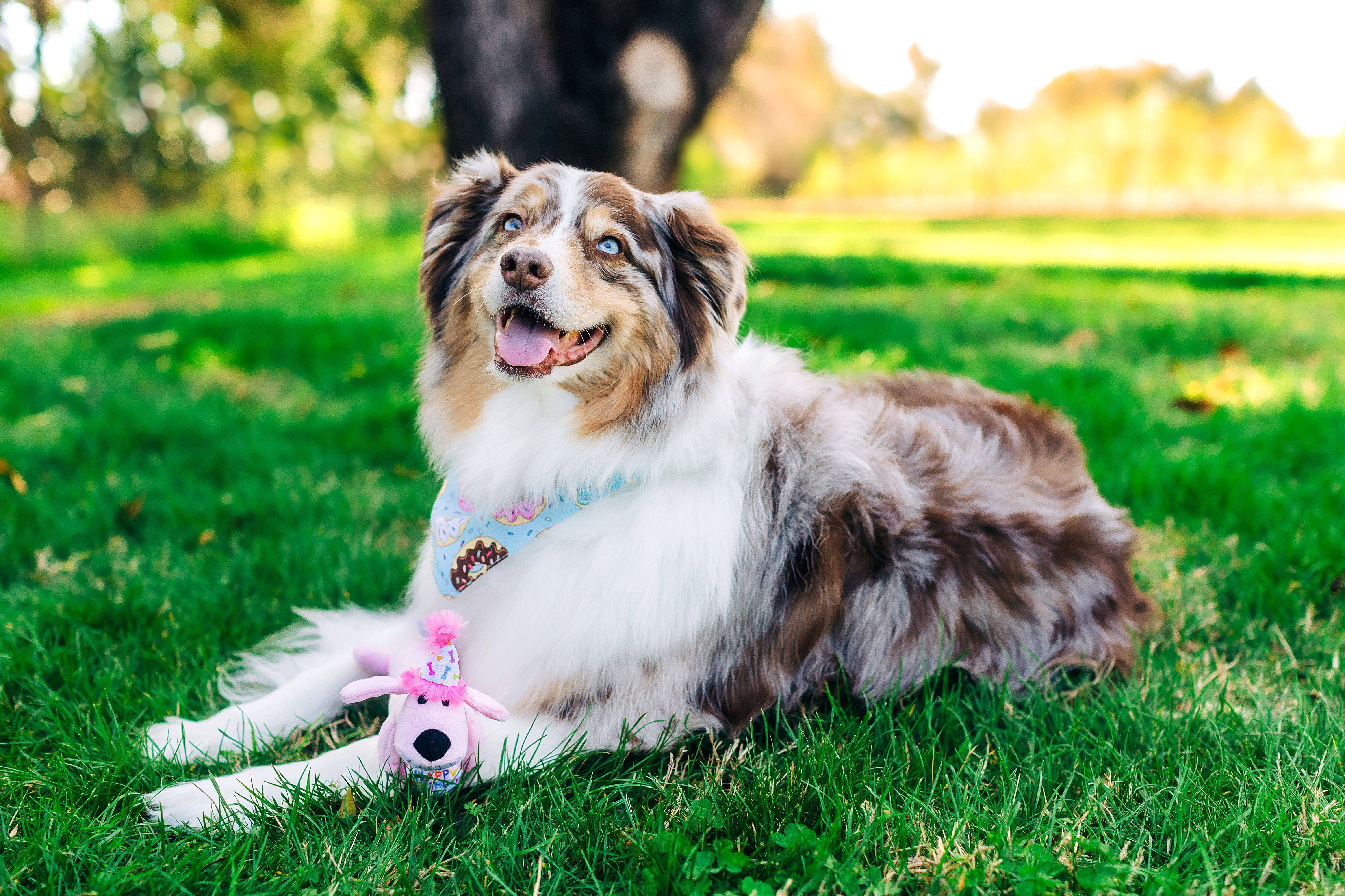 Multipet Plush Birthday Loofa Dog Toy with Squeaker, Pink