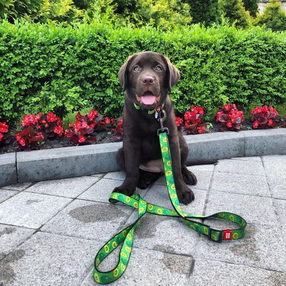 WAUDOG Nylon Leash with Unique Design | Strong & Special Design Leash for Cute Small, Medium Large Dog | Heavy Duty Dog Leashes for Large Breed Dog & Puppy Leash for Small Boy & Girl Dogs - Red Plaid