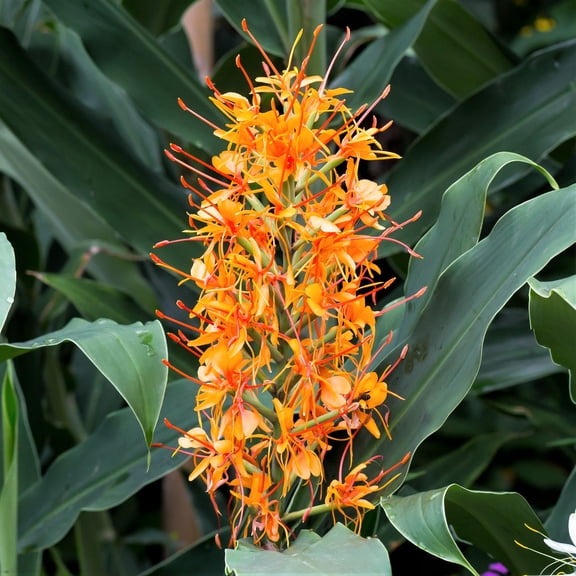 Easy to Grow Ginger Aurantiacum 3 Tubers, Orange Fragrant Blooms Summer Partial Sun