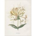 thumbnail image 2 of Art.com Honeysuckle Stretched Canvas Print Wall Art by Gwendolyn Babbitt, 12" x 16", 2 of 4