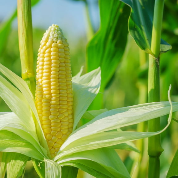 Abundance Sweet Corn Seed 1 Oz ~200 Seeds – Non-GMO, Heirloom – 70-100 Days to Maturity – Classic Yellow Corn with Sweet Flavor – Open-Pollinated, Annual – Grows in Full Sun, Heat, and Drought