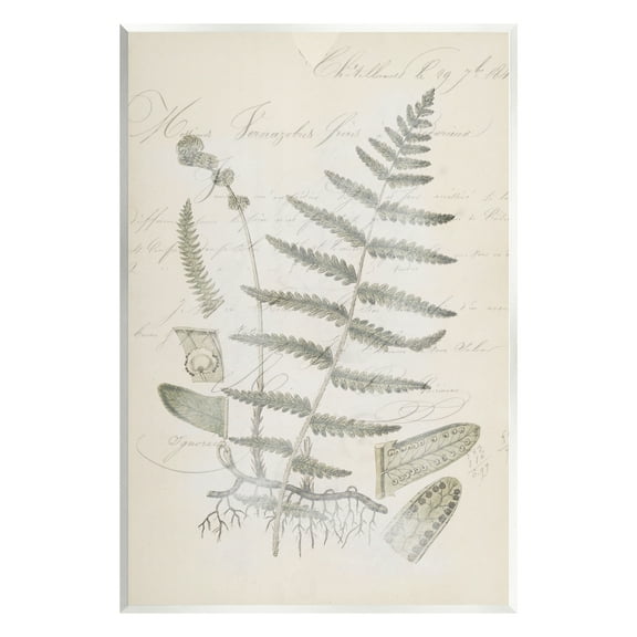 Stupell Industries Latin Study Vintage Fern Botanical Botanical & Floral Drawing Unframed Art Print Wall Art