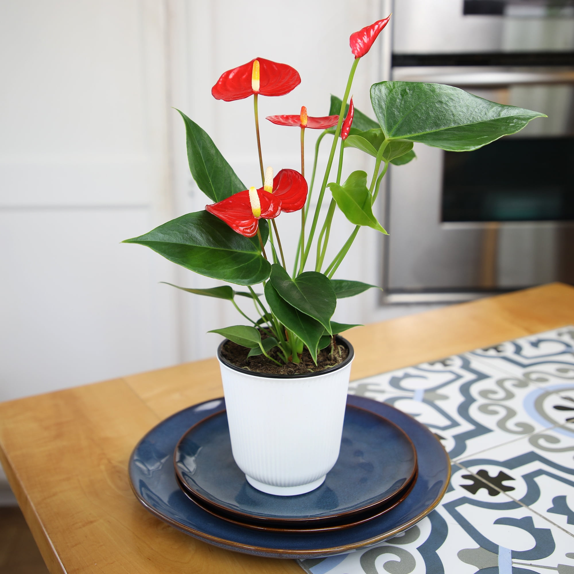 16in. Tall Red Anthurium in 4.25in Decor Pot; Indirect Light, Easy Care; Element by Altman Plants