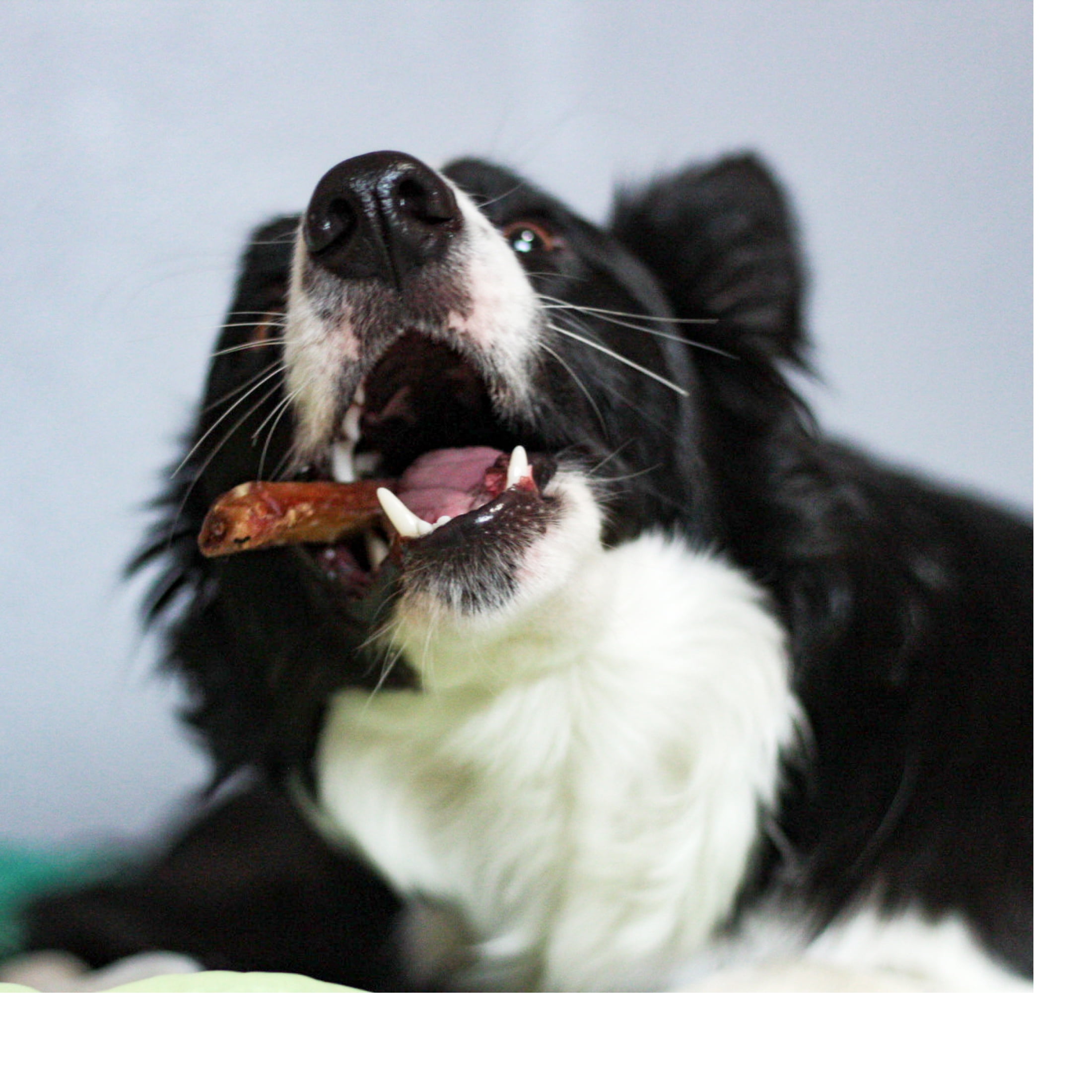 Best Bully Sticks Hickory Smoked 4 Inch Bully Sticks - 8 oz - 100% Natural, Smoky, Grain and Odor-Free, No Additives