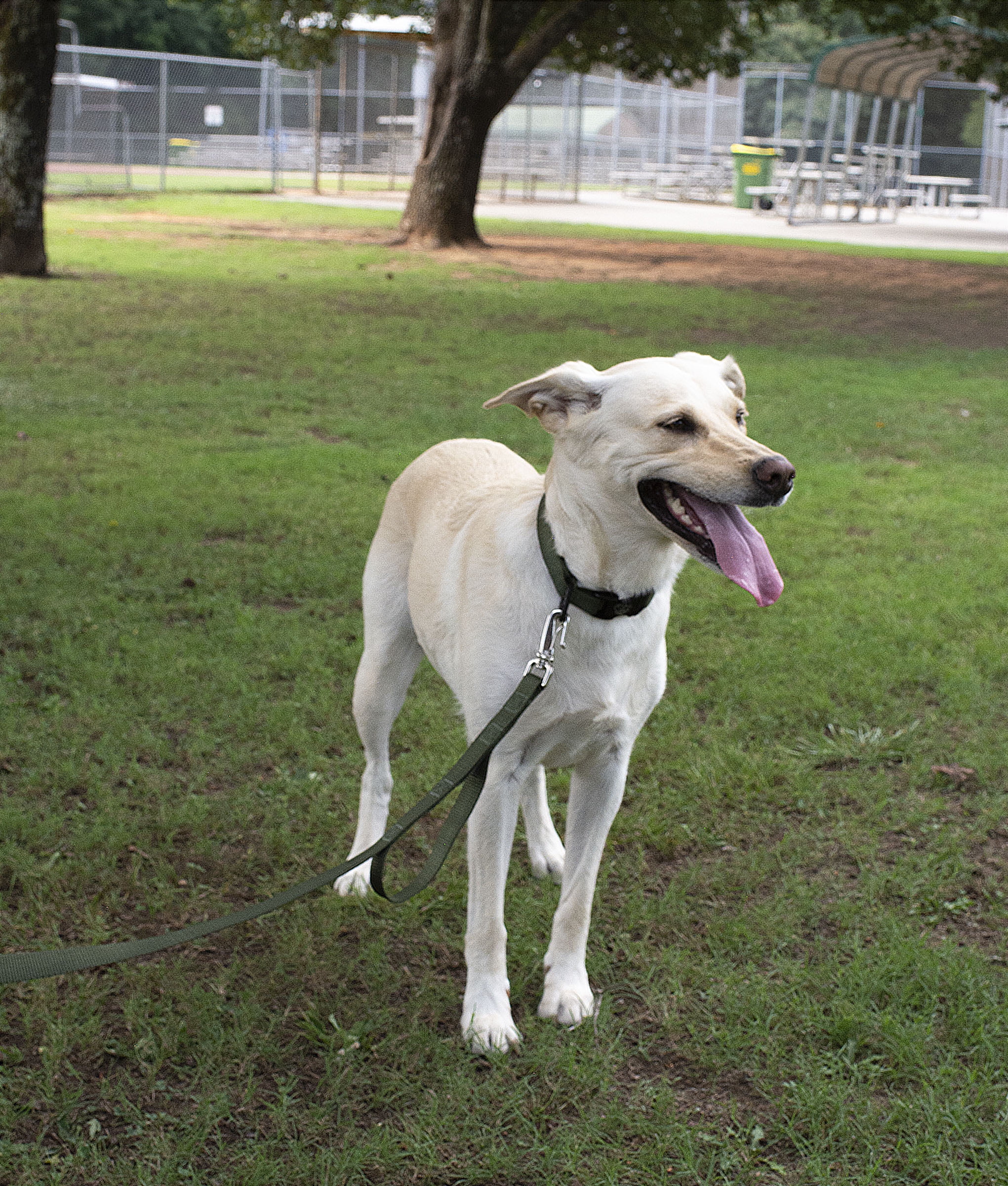 Yellow lab greyhound best sale mix