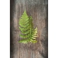 thumbnail image 2 of Schlabach, Sue 17x24 Gold Ornate Wood Framed with Double Matting Museum Art Print Titled - Woodland Fern III, 2 of 4