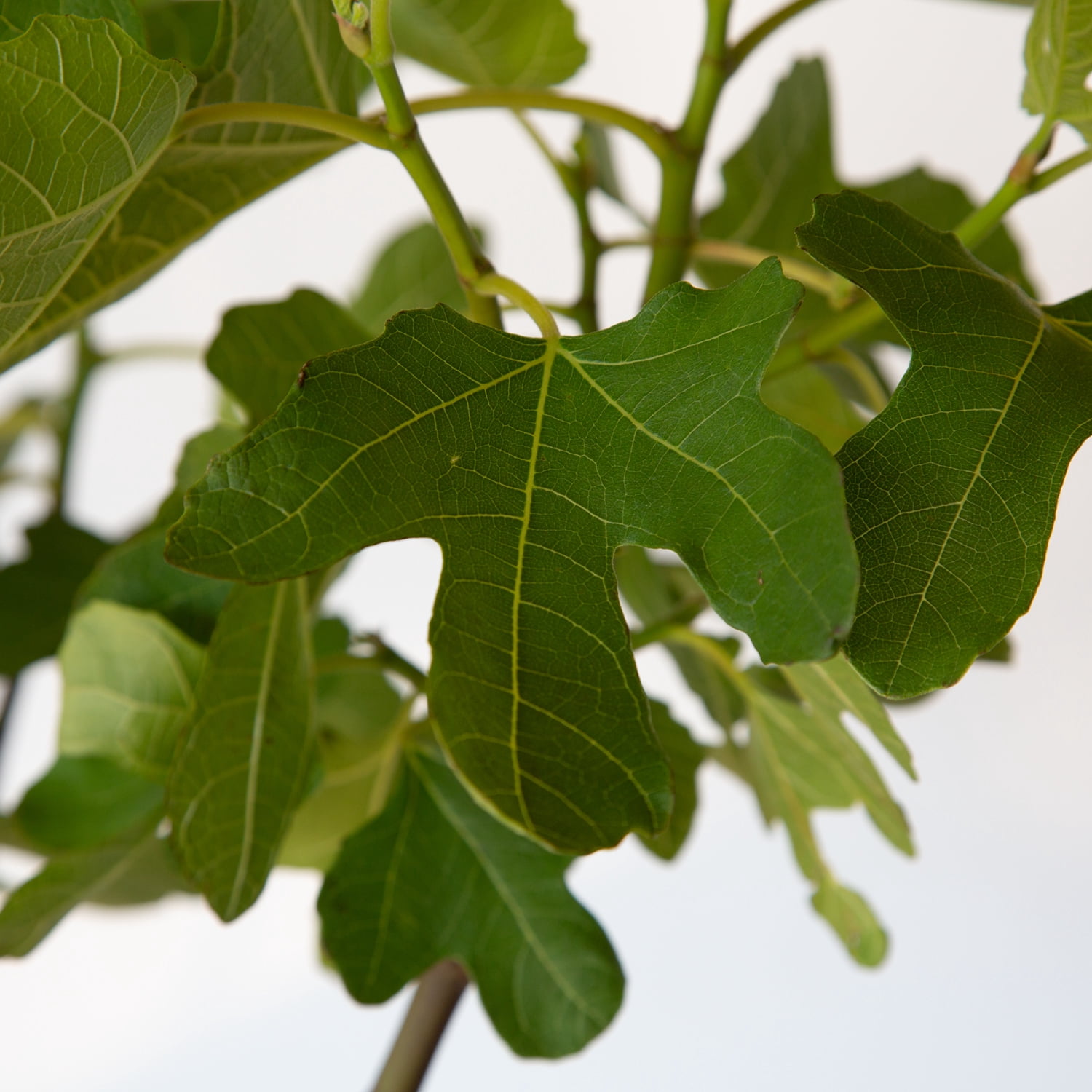 Expert Gardener Flowerwood Brown Turkey Fig Live Tree