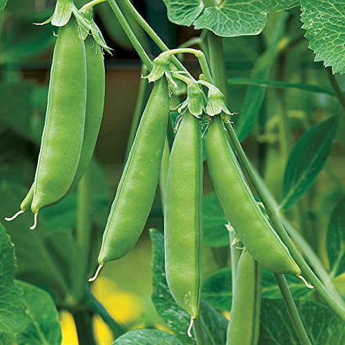 Burpee Sugar Snap Pea Seeds 300 seeds - Walmart.com - Walmart.com