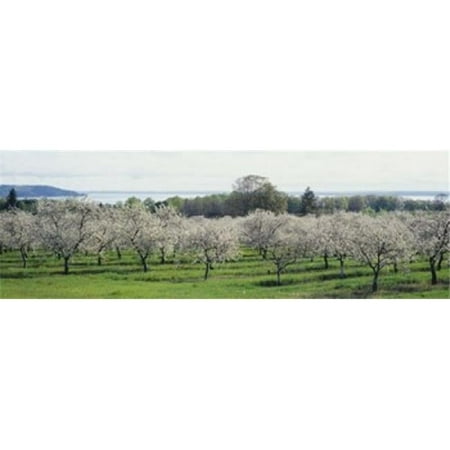Cherry trees in an orchard Mission Peninsula Traverse City Michigan USA Poster Print by - 36 x 12