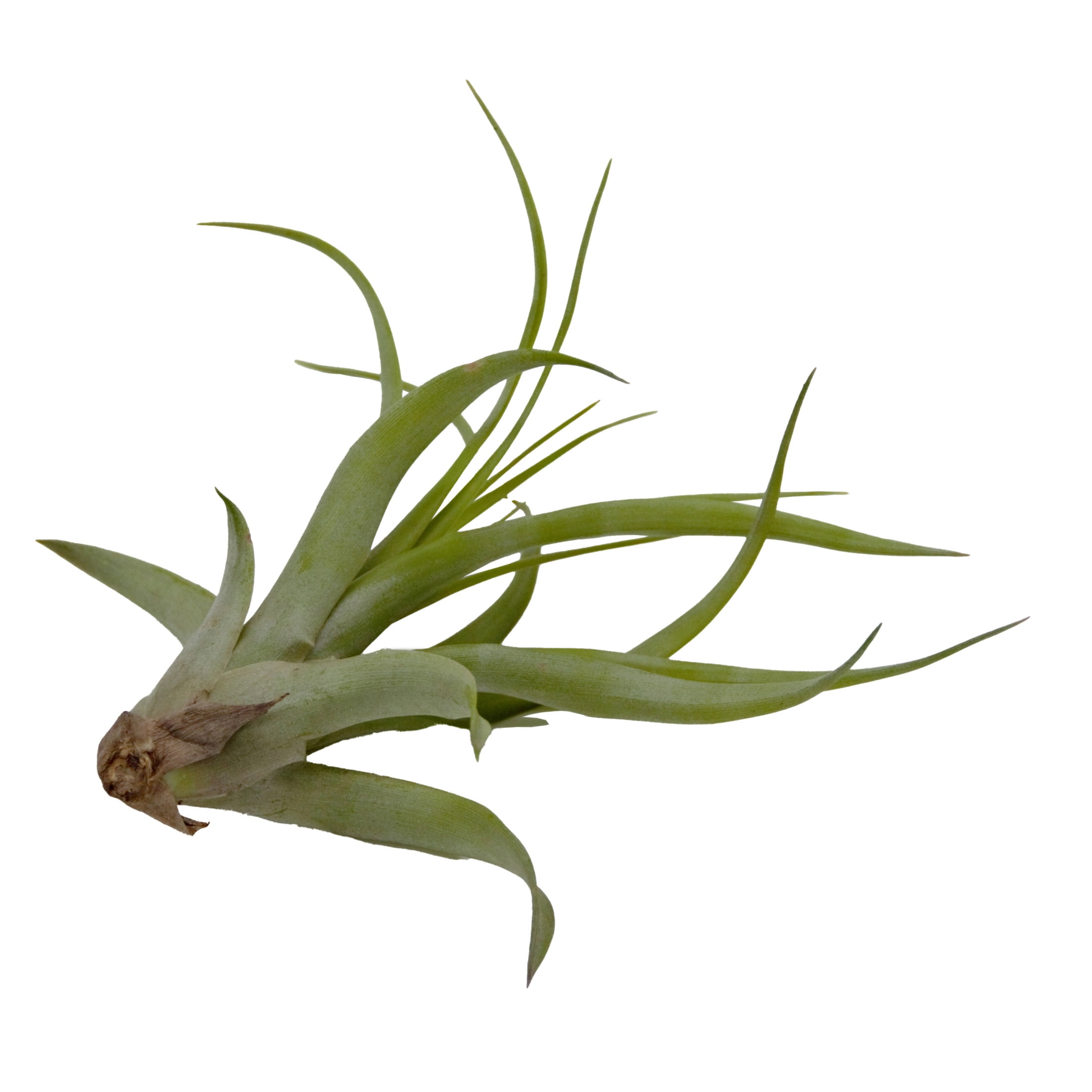 ReptiCulture Assorted Tillandsia Tropical 3 pk
