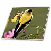 3dRose Wild Bird - Yellow Finch in Summer - Art for your Home or Office - Glass Tile, 4-inch