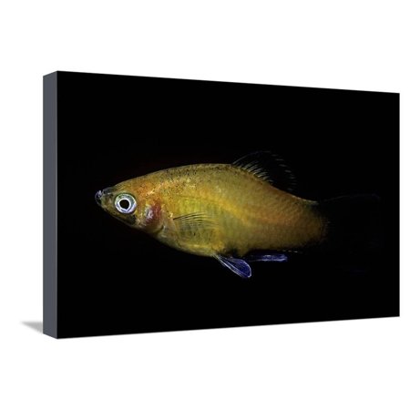 Xiphophorus Maculatus Southern Platyfish Platy Moonfish Mickey