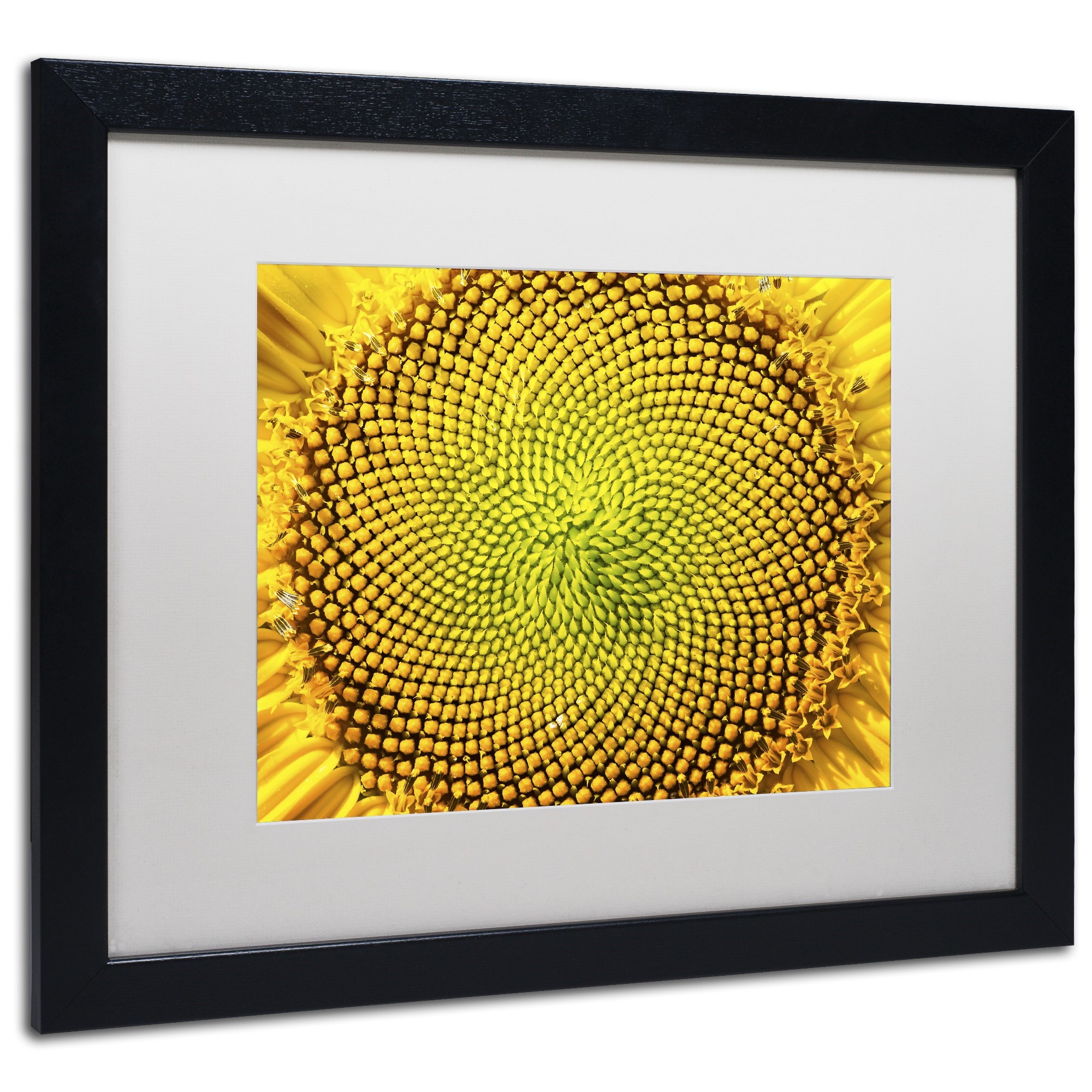 Trademark Fine Art "Cosmic Patterns in Nature" Canvas Art by Kurt Shaffer, White Matte, Black Frame