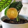 thumbnail image 3 of Yucurem 1 Pack Plant Watering Globes with Covers, 500ml Self Watering Planter Insert, Plastic Automatic Watering Planter Insert Top Fill for Indoor and Outdoor Plants (Orange), 3 of 7