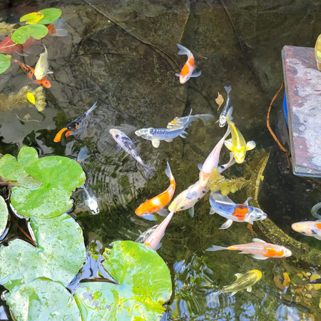 Butterfly Fin Koi by Toledo Goldfish