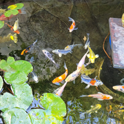 Butterfly Fin Koi by Toledo Goldfish
