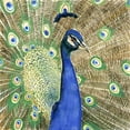thumbnail image 3 of Peacock - 24"x24" canvas - Print on demand, 3 of 5