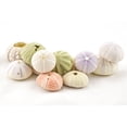 thumbnail image 2 of Sea Urchin 12 Variety Pack Imperfect Sea Urchins Flawed Pink Purple Green Sea Urchin Shells Decor, 2 of 3