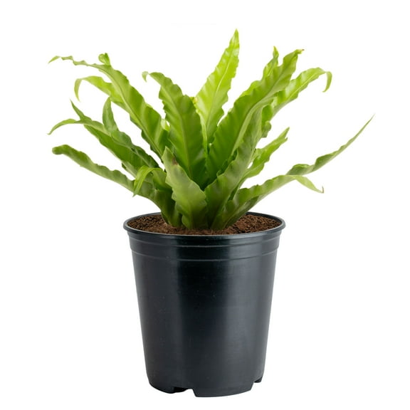 Costa Farms 15" Bird's Nest Fern Live House Plants in 5" Grower Pot